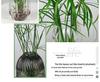 Hydroponic Lucky Bamboo and Aquatic Grass for Fish Tanks and Ponds