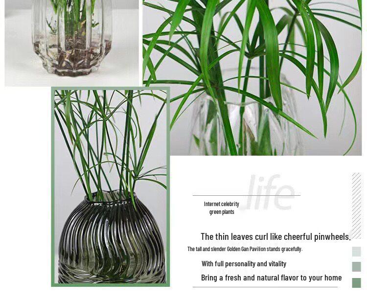 Hydroponic Lucky Bamboo and Aquatic Grass for Fish Tanks and Ponds