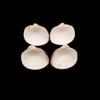 Cockle Plagiocardium Sea Shell for for Decor and Gift and Decoration, River Shell, Choice's Collector Shell Item.