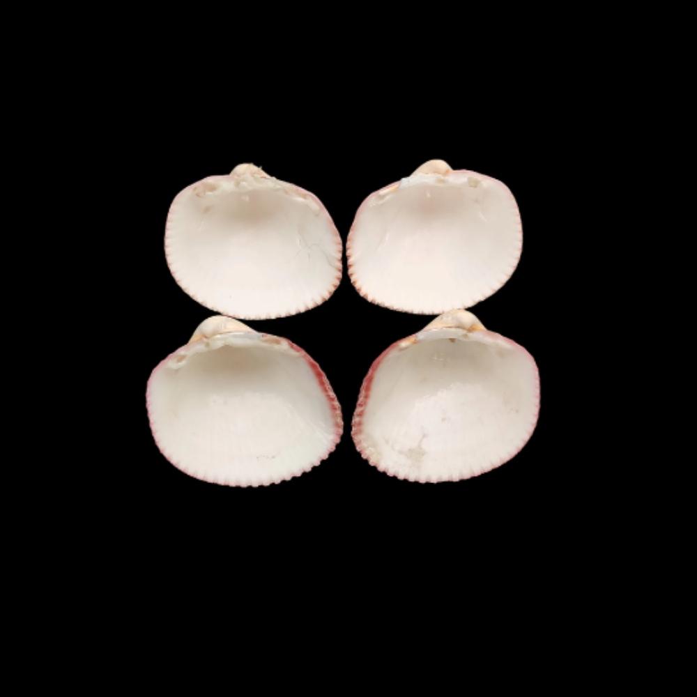 Cockle Plagiocardium Sea Shell for for Decor and Gift and Decoration, River Shell, Choice's Collector Shell Item.