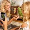 1pc Bird Toy Skewer Fruit Spear Hanging Holder Pet Parrot Parakeet Meat Feeding Fork Stainless Steel Stick For Vegetable Skewer