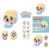 4d Human Skull Model Detachable Specimen Cranium Model Educational Toy