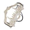 Skull Mask Latex Tiger Tooth Type Durable Waterproof Adjustable Scary Mask for Party Festival