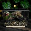Miniature Rainforest Terrarium: Glass Greenhouse Vase for Succulents and Plants, European American Craft