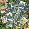 20PCS Specimens Handmade Plastic Wrap Sticker Transparent Artistic Frame Type Handmade DIY Bookmarks Leaves Dried Flowers Plants