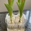 Anti-Fall Hydroponic Tulip Anti-Tip Stand Stabilize Tulip Stem Support Clip  Indoor Gardening Tool