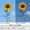 Kenko PRO1D N 52mm Circular PL Filter for Contrast Enhancement and Reflection Reduces Surface Reflection Frame Made in Japan 252925 C-PL(W)