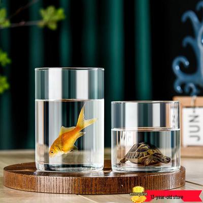 Gerade Zylinder Glasvase für Pothos und Hydroponik Dekor