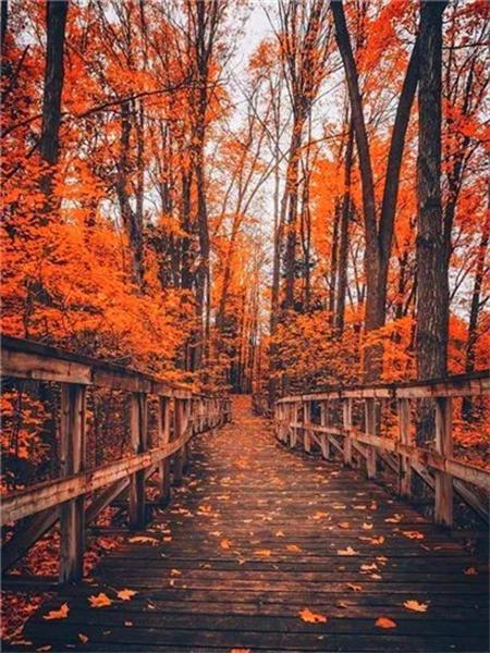 5D Diamond Painting New Arrivals Tree Bridge Full Square Round Embroidery Mosaic Landscape Home Decor