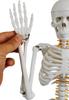 monolife Human Skeleton Model, Skeleton Specimen, Working, Upright Stand, Educational Material, 85cm 1/2 Model (White, Round Base)