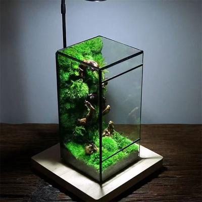 Mini regnskog mossa ekologisk kvadratisk form geometrisk glasterrarium bordsväxt glasvas behållare bordsväxthus
