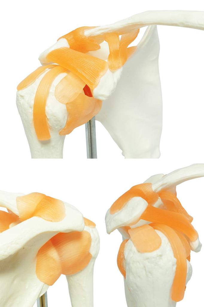 Monolife Scapula, Shoulder Joint, and Clavicle Model, Human Skeleton Model, Specimen, Ligaments, Right Shoulder, Removable Base, for Medical Education