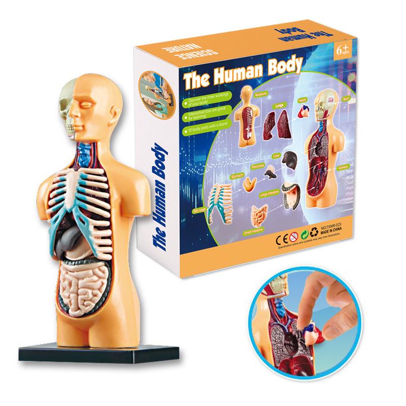 STEM Human Skeleton Model - Children's Educational Toy for Scientific Exploration