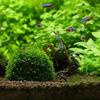 Plastikowy filtr do akwarium Moss Ball Aquatic Pet Supplies Dekoracje do krewetek Akwarium Produkty dla zwierząt Dekoracje do akwarium