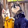 Dog Zip Up  Raincoat with Reflective Buttons, Pet Jacket Windbreaker,Dog Raincoat for Large Dogs with Hood S-5XL Large Breed
