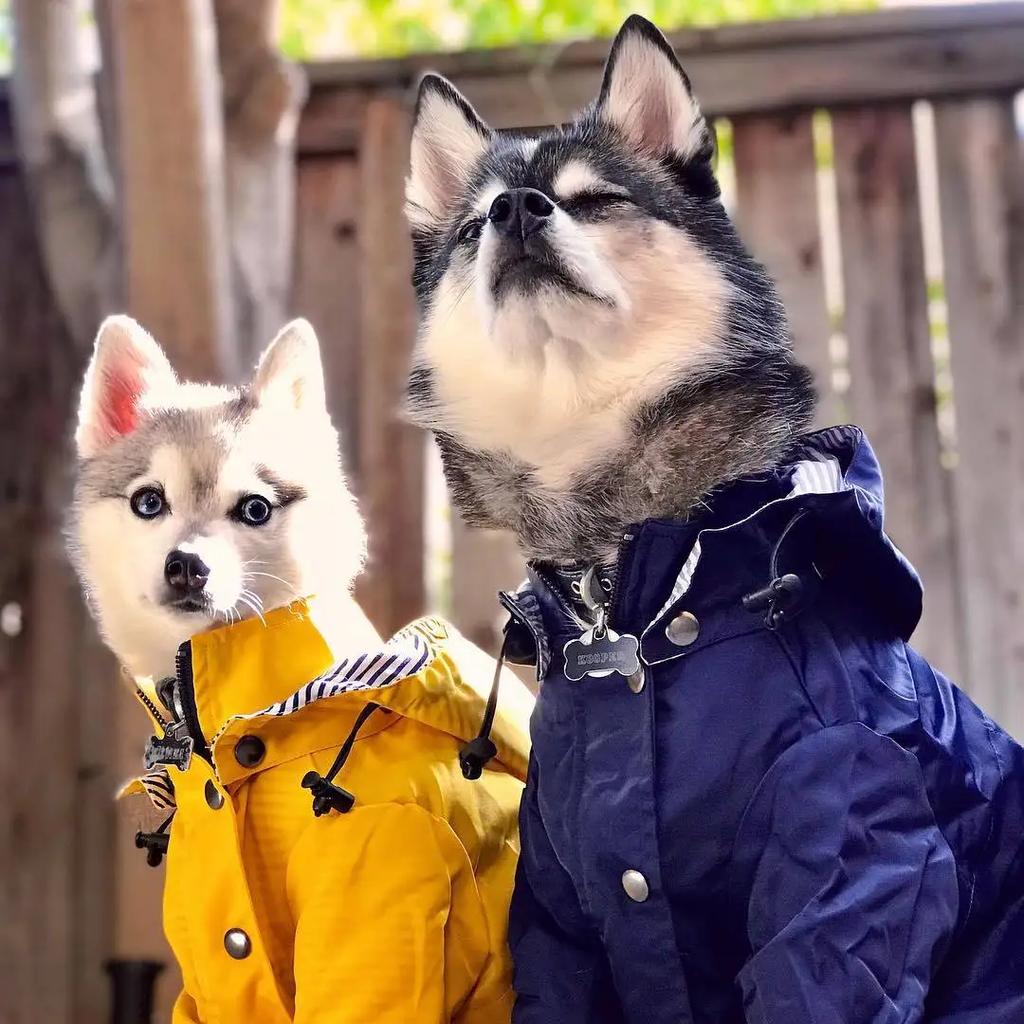 Dog Zip Up  Raincoat with Reflective Buttons, Pet Jacket Windbreaker,Dog Raincoat for Large Dogs with Hood S-5XL Large Breed