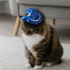 Pet Accessories Adjustable Pet Halloween Hat British Style Elastic Band Cat Cosplay Hat Sequin Pet Decorative Hat Pet Party