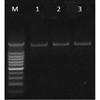 DNA RNA Separator Column Plasmid Miniprep Spin Column DNA/RNA Purification Column Silica Membrane Plastic Clear Collection Tube