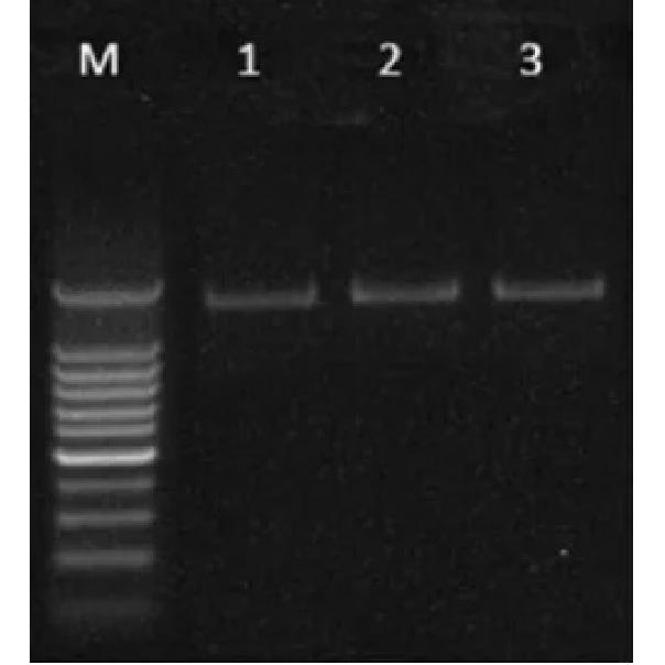 DNA RNA Separator Column Plasmid Miniprep Spin Column DNA/RNA Purification Column Silica Membrane Plastic Clear Collection Tube