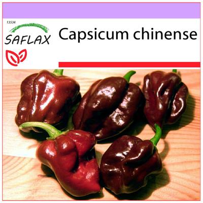 Chili - Habanero Chocolate - 10 Seeds - Capsicum Chinense