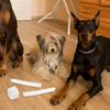 10pcs Dog Ear Stand Fixed Support Accessories with Foam Tapes Dog Ear Posting Kit for Doberman Pinscher Standing Correction Tools