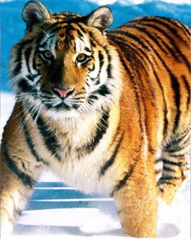 Diamond Painting Kit Animal 5D DIY Diamond Embroidery White Tiger Pictures Of Rhinestones Mosaic Sale Craft Kit