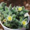 Lei Tong Multi-headed Succulent Plant - Beginner-Friendly Office Desktop Greenery with Radiation Protection