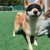 Dog Glasses Outdoor Pet Goggles for Large Dogs Windproof Outdoor Riding Dog Goggles UV Protection Dog Accessories Dog Collar