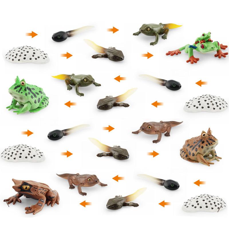Realistic Pvc Red Eyed Frog Lifecycle Model Stunning Static Display For Nature Lovers