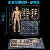 Scale Male and Female Figure Dolls with Movable Ideal for Drawing Drawing and Practice Includes Props and Stands Skin 1/12 Joints, Manga, Mannequins,