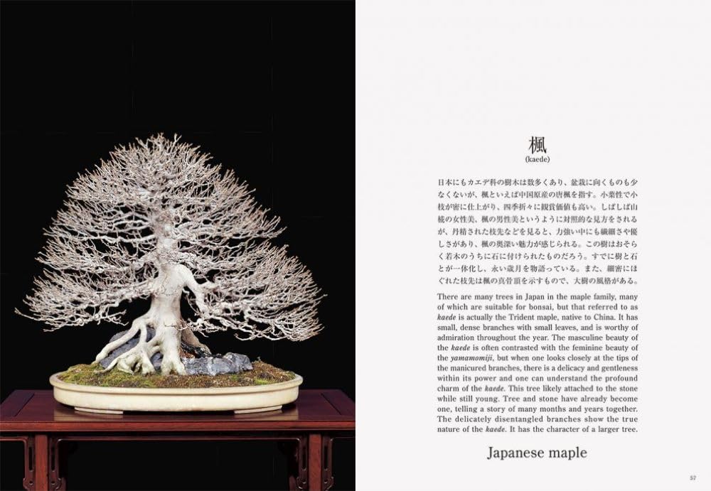 Bonsai Bonsai New Edition