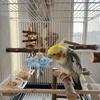 Rotating Hanging Foraging Ball with Bell Parrots Chew Swing Pet Bird Bites Toy Bird Training