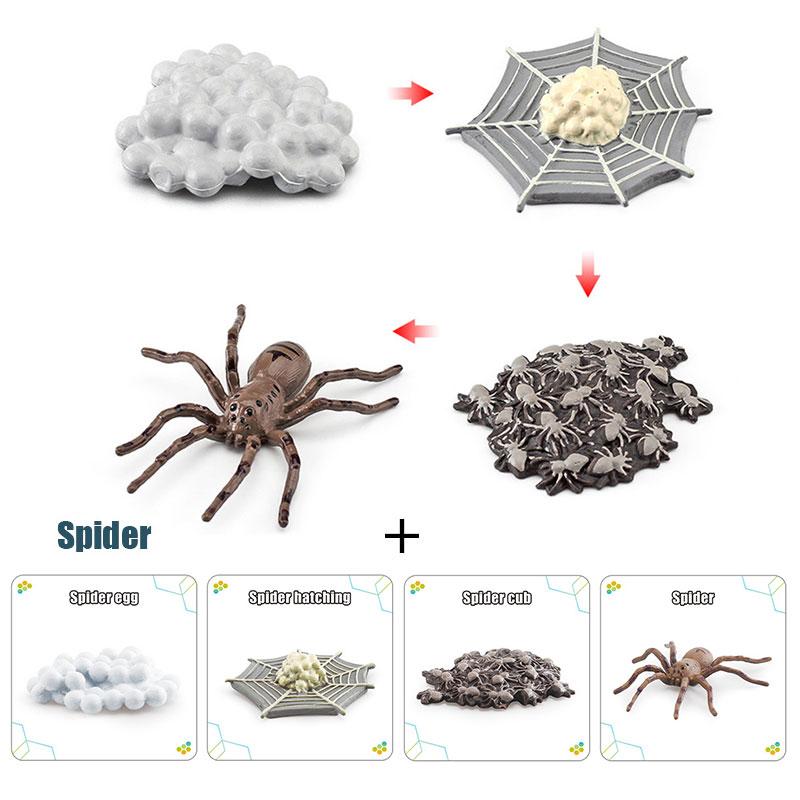 

Kids Simulated Animal Model Card Set Educational Toys Insect Plant Growth Cycle Cognitive Montessori Parish Home Open Learning