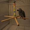 Large Size Rotating Bird Perch Toy Colorful Beads Hanging Bird Stand  for Pet Birds