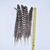 10Pcs Real Natural Eagle Feathers for Crafts Decoration Turkey Pheasant Carnival Hats Accessories Feather Decor Plumes Headpiece