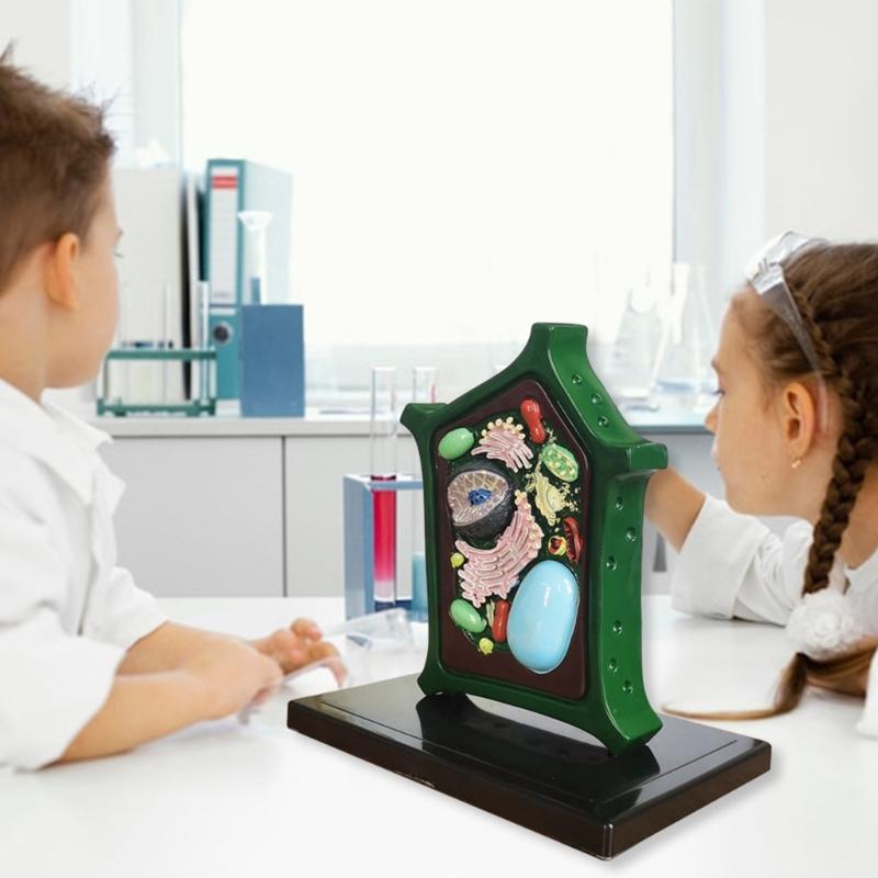 Plant Anatomy Model Plant Cell Model Plant Model Toy Teaching Aid Lab Supplies for Classroom Display Study Teaching