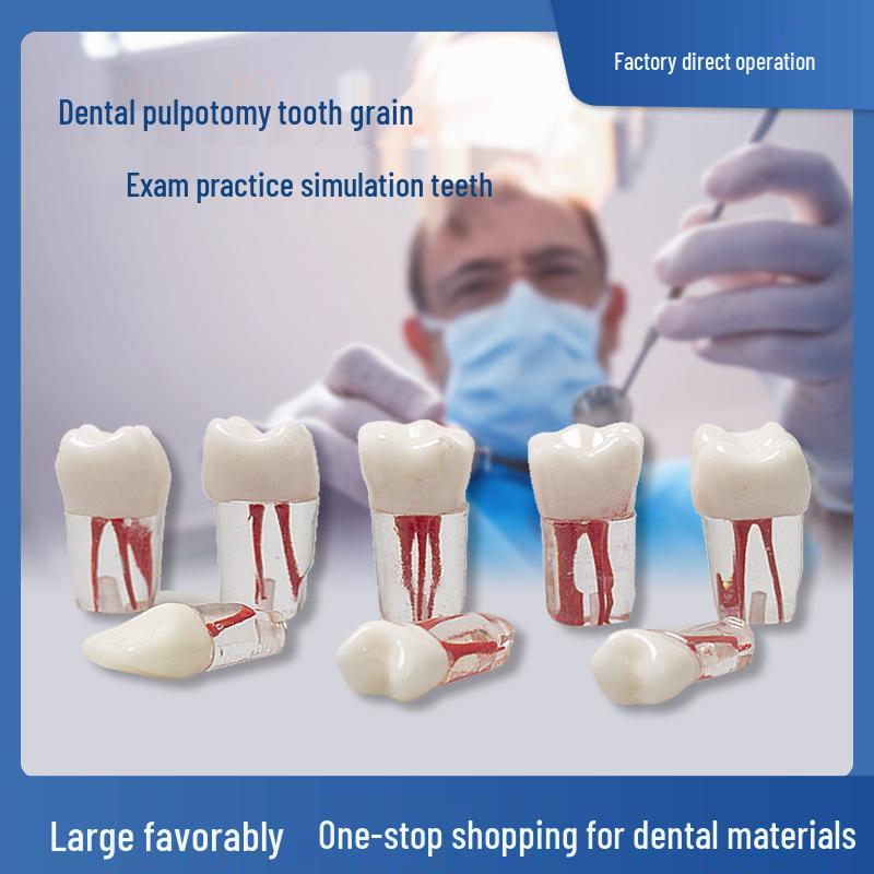 Zubní prohlídka a nácvik endodontického ošetření - model zubu