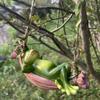 Frosch Gartenskulptur Schlafender Frosch Auf Schaukel Baumskulptur Tier Niedliche Figur Für Terrasse Hof Veranda Rasen Balkon Baumdekoration