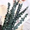 10 Pcs Real Leaves Hanging Dried Eucalyptus Large Preserved Eucalyptus Stems  Shower Hanging