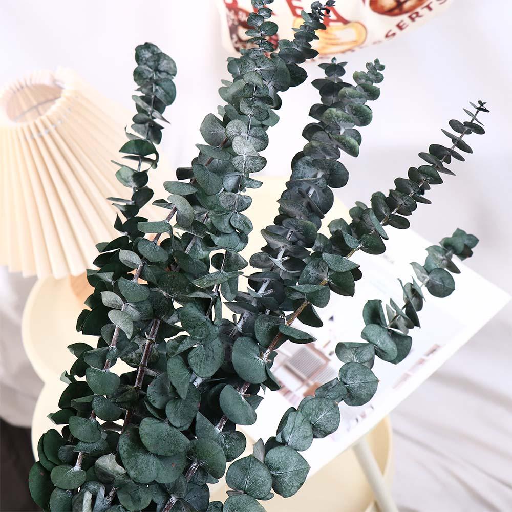 10 Pcs Real Leaves Hanging Dried Eucalyptus Large Preserved Eucalyptus Stems  Shower Hanging