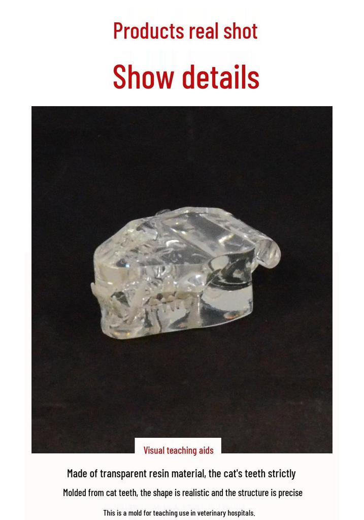 Transparent Cat Veterinary Oral Cavity Model 1:1 - Teaching Demonstration Simulation Mold