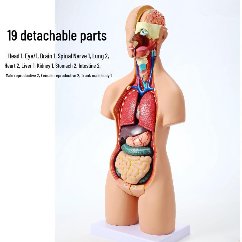 55CM Human Torso Anatomy Model with 19 Removable Organs for Medical Teaching - Both Sexes