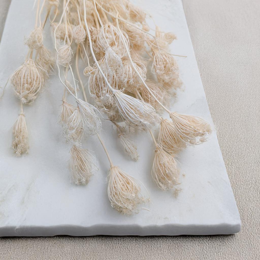 Koper Włoski - Fenkuł - (Fennel) - Bielony