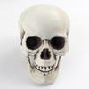Shuomei menschliches Schädelmodell für Halloween-Dekoration & Spukhaus-Ornamente