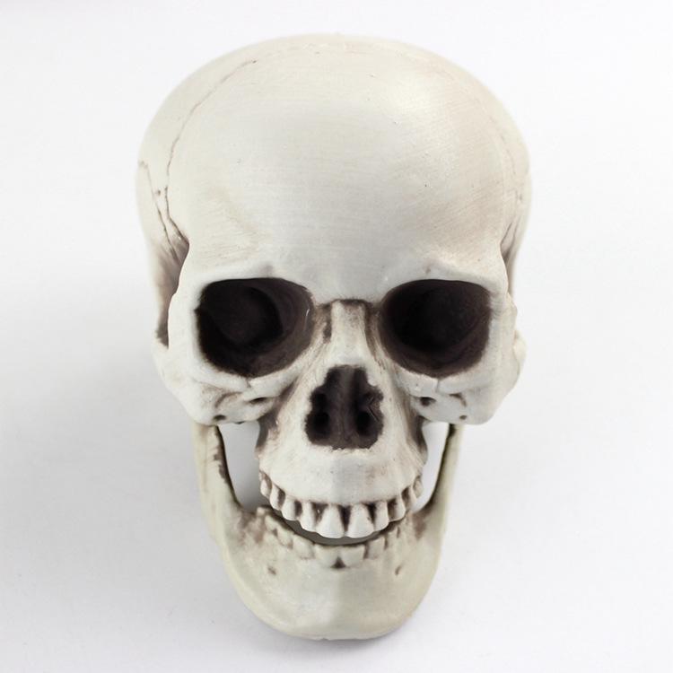 Shuomei menschliches Schädelmodell für Halloween-Dekoration & Spukhaus-Ornamente