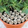 20Pieces Smiling Bone Skulls for Creative Halloweens Decoration and Spookys Event Planning