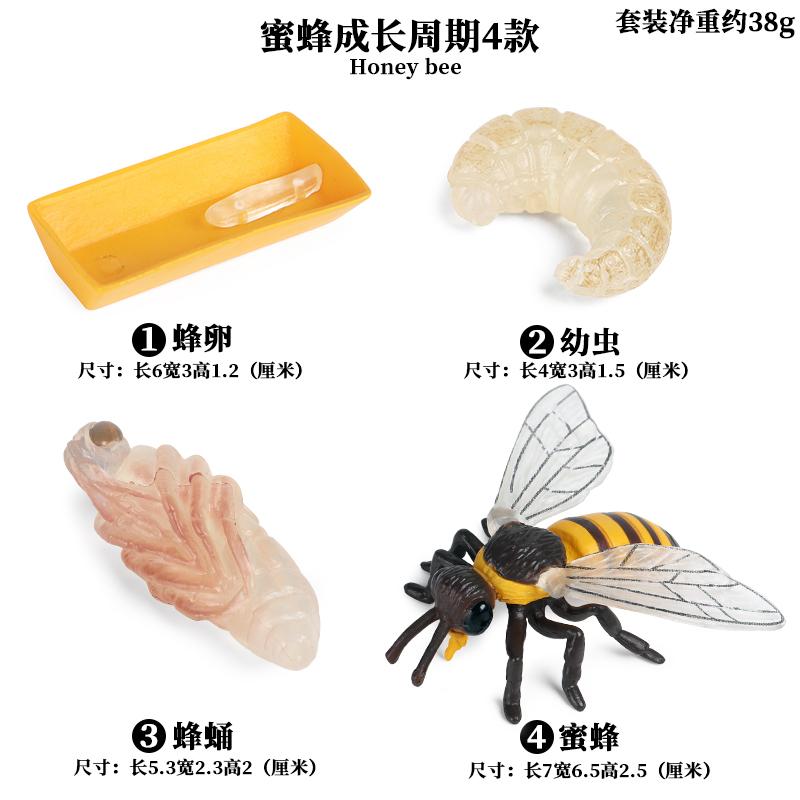 Life Animal Cycle Board Children Toys Montessori Teaching Aids Plant Animal Growth Cycle Model Set Preschool Cognitive Toys