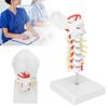 Cervical Vertebra Model Arteria Spine Spinal Nerves Anatomical Model for Science Classroom Study Teaching