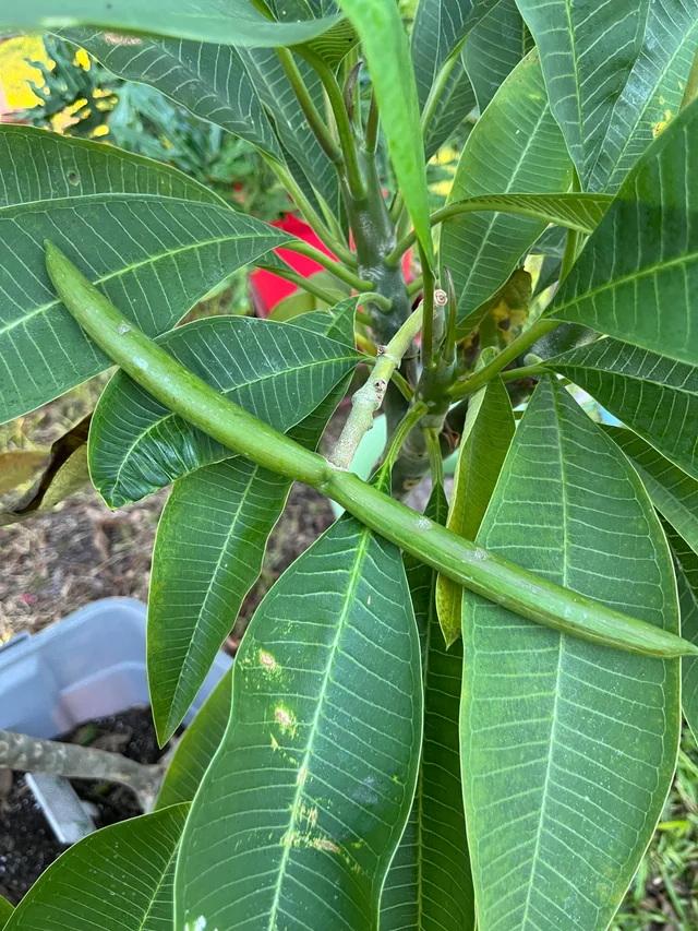 5 SAMEN von PLUMERIA - FRANGIPANI - pomelia Sorte "Farbmix" - FRISCHE SAMEN