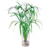 Hydroponic Lucky Bamboo and Aquatic Grass for Fish Tanks and Ponds